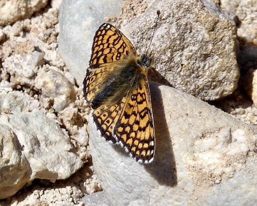 Glanville fritillary